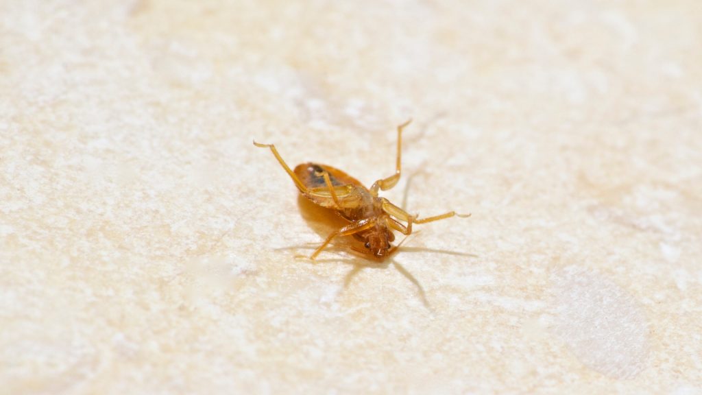 How Fast Does Diatomaceous Earth Kill Bed Bugs