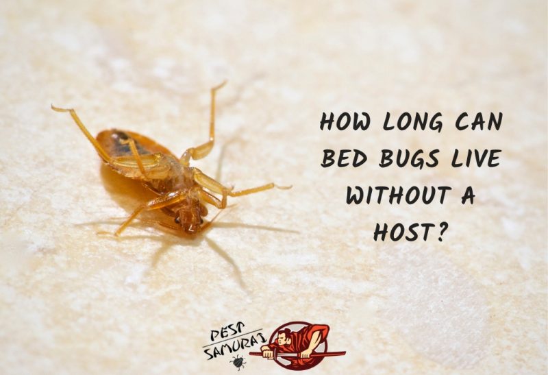 How Long Can Bed Bugs Live Without A Host