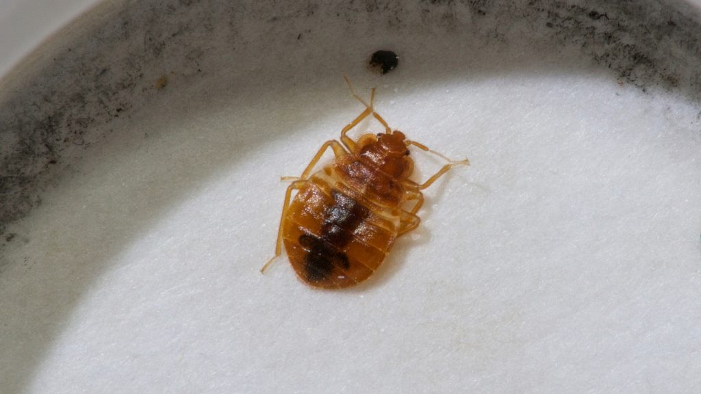 How do Bed Bugs Look