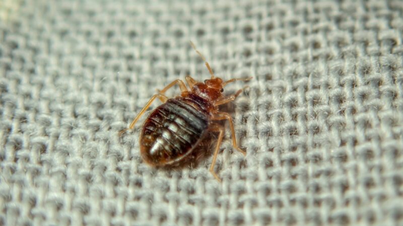 Lifecycle of Bed Bugs