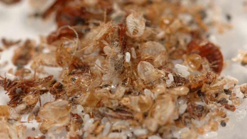 Some Facts On Bed Bugs Reproduction