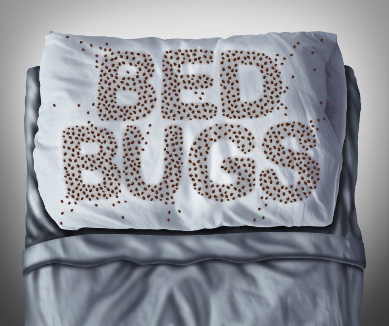 Ways For Stoping Bed Bug Reproduction