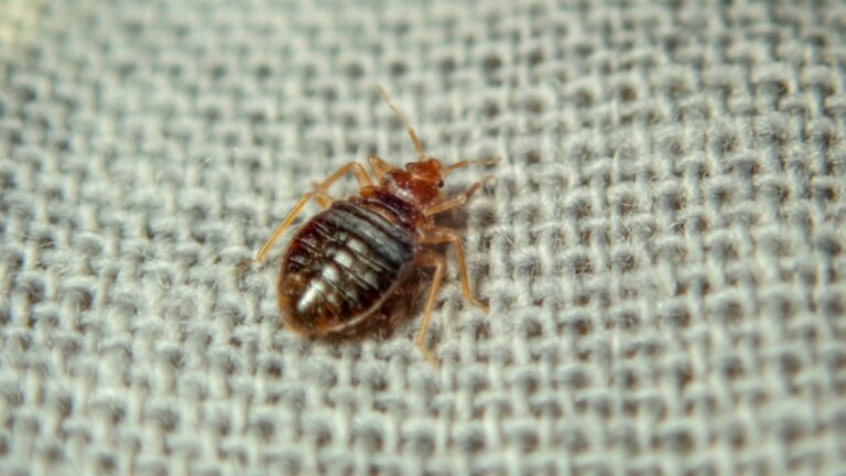 Baby Bed Bugs Nymphs | Facts, Size, and Identification Tips - Pest Samurai