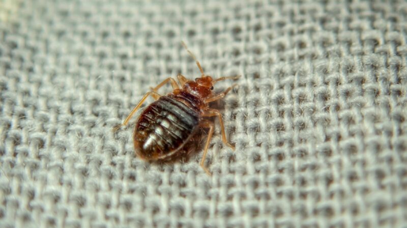 What Do Baby Bed Bugs Look Like