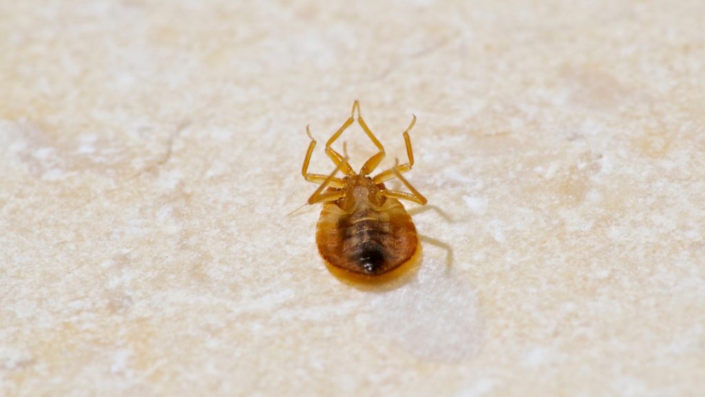 What Temperature Kills Bed Bugs Instantly