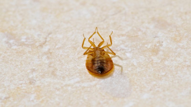 What Temperature Kills Bed Bugs Instantly