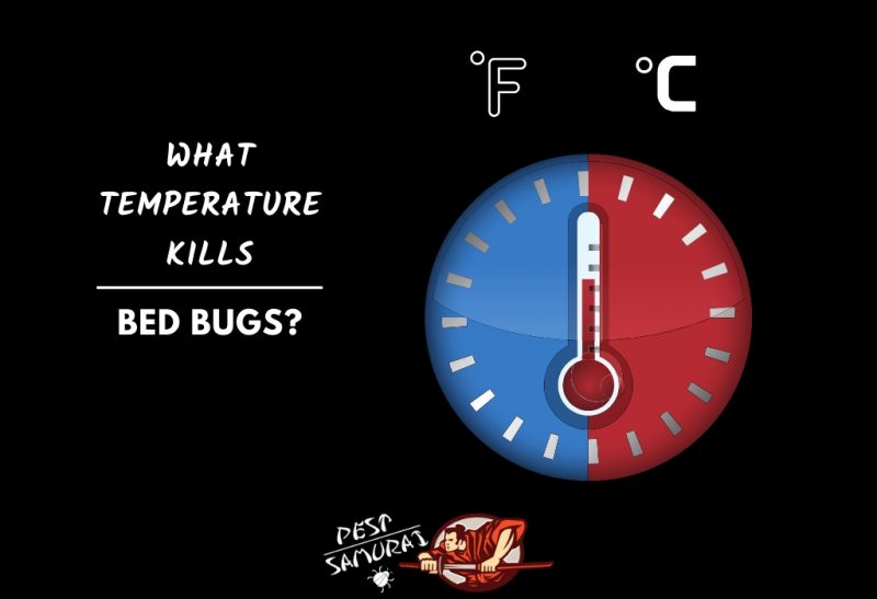 What Temperature Kills Bed Bugs Instantly?