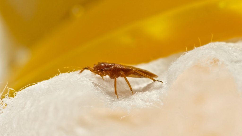 What to Look for When Searching for Bed Bugs