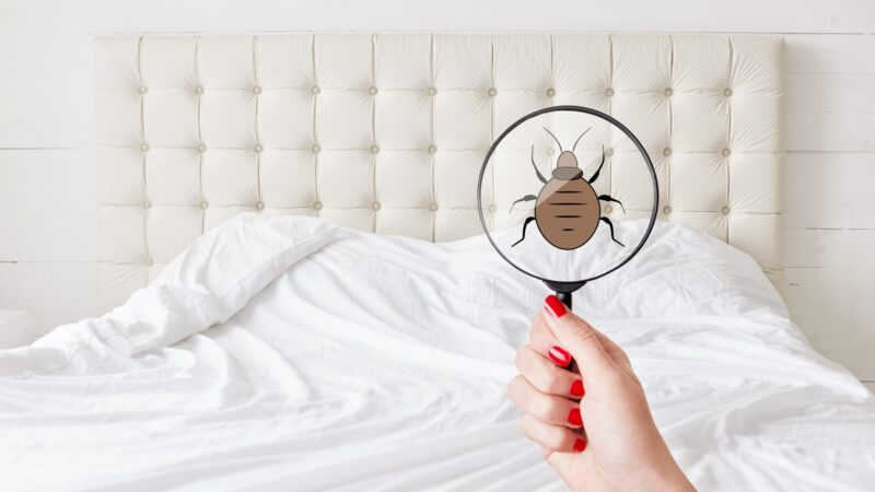 Where Do Bed Bugs Hide in Empty House