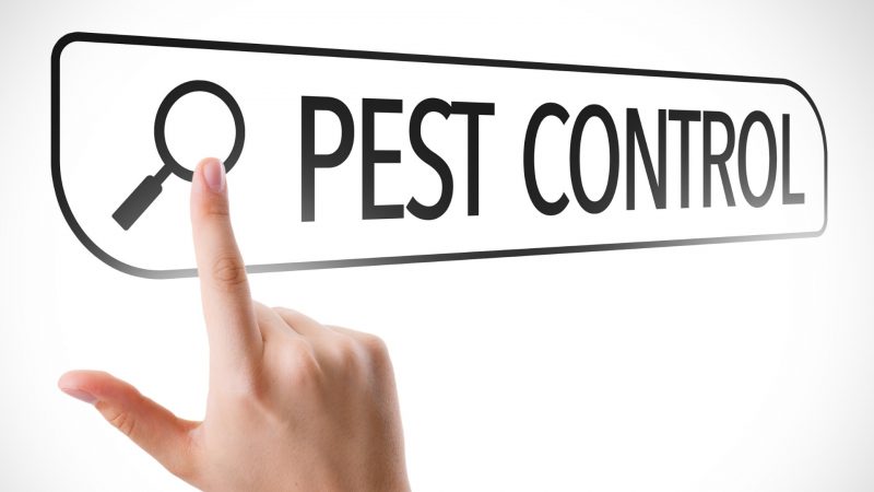 pest control