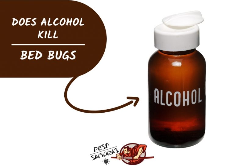 Alcohol for Bed Bugs Guide