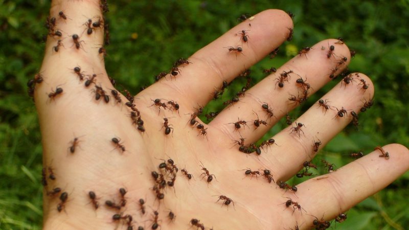 Ant Bites and Stings - Everything You Need to Know