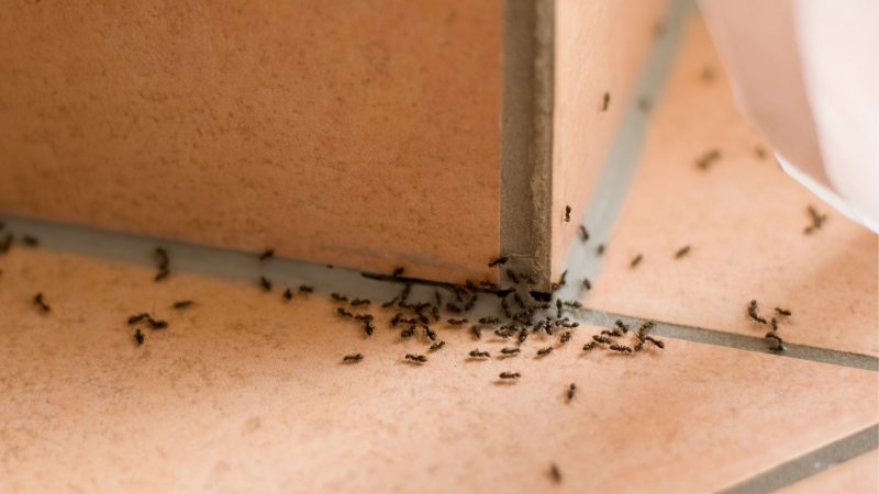 Ants – Replace One Small Pest With The Other.