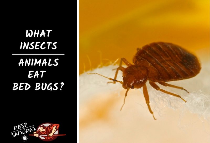 Bed Bug Predators What InsectsAnimals Eat Bed Bugs