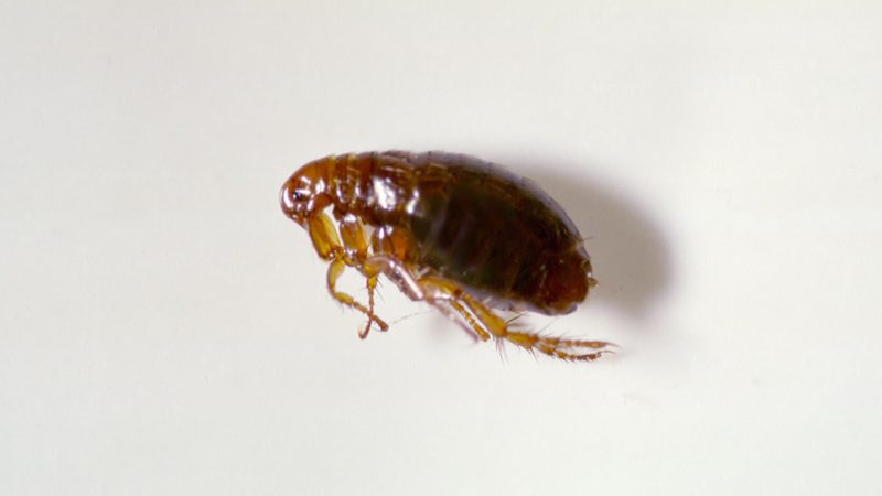 Bed Bugs Vs Fleas