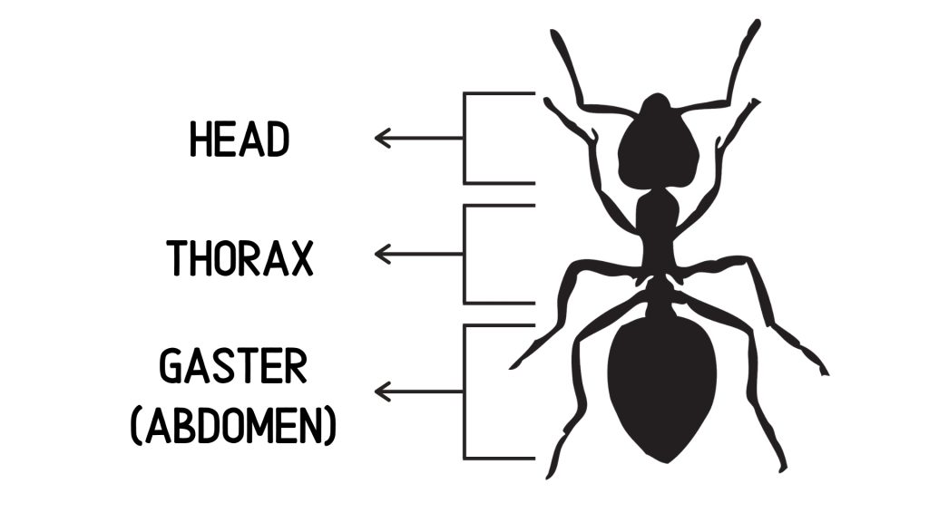 Body Characteristics of Ants