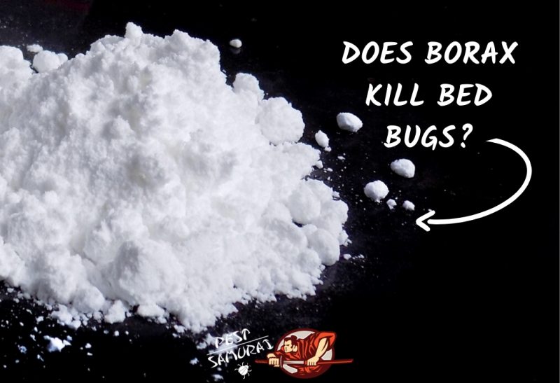 Borax for Bed Bugs Does Borax Kill Bed Bugs