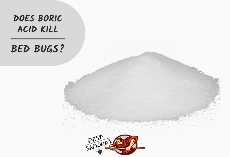 Boric Acid and Bed Bugs Does Boric Acid Kill Bed Bugs