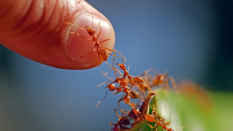 Can Ant Bites And Stings Transmit A Disease