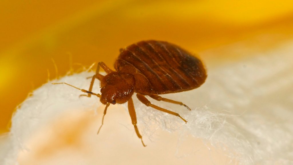 Can You Get Bed Bugs from a Movie Theater