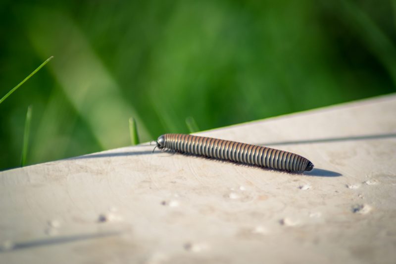 Centipedes – Thirty Legged Bed Bug Nightmare