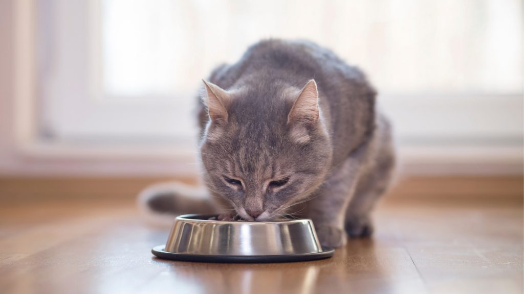 Clean Regularly the Feeding Area of Your Pets