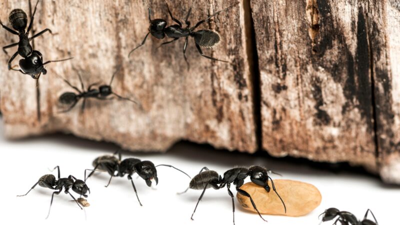 Do Ants Carry Lyme Disease