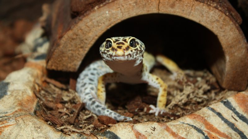 Gecko – Bed Bugs Lizard Enemy