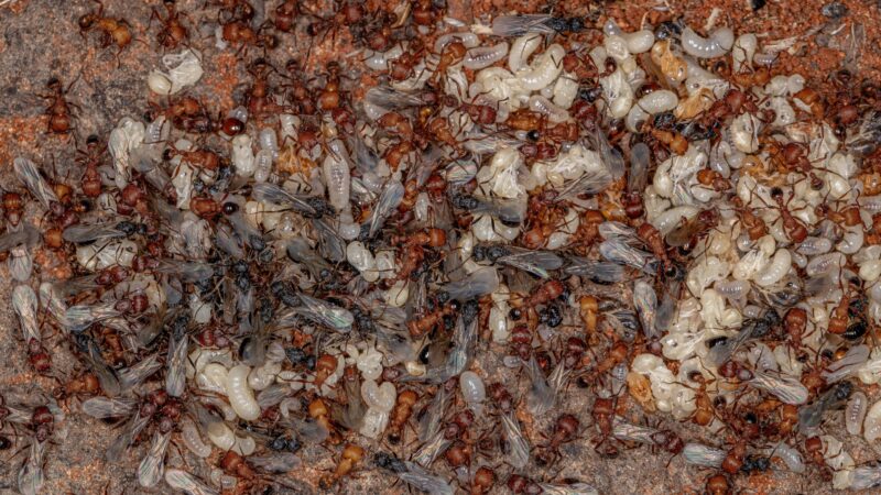 Harvester Ants