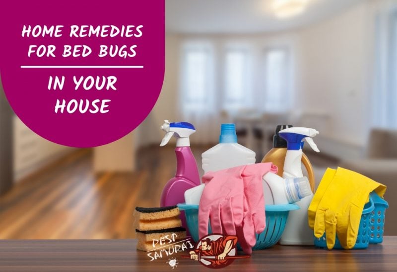 Home Remedies for Bed Bugs
