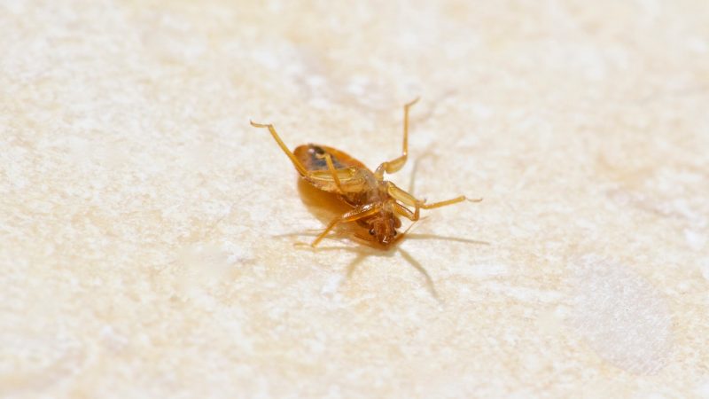 How Alcohol Kills Bed Bugs