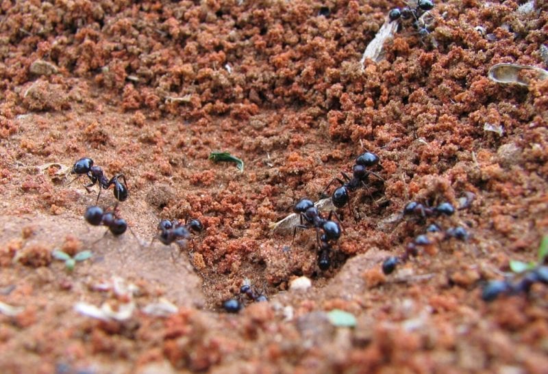 How to Find Carpenter Ant Nest – Tips & Guide