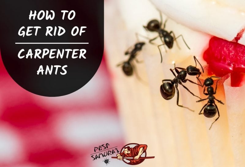 How To Get Rid Of Carpenter Ants Without An Exterminator Pest Samurai