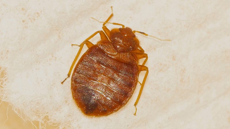 How to Identify Bed Bugs