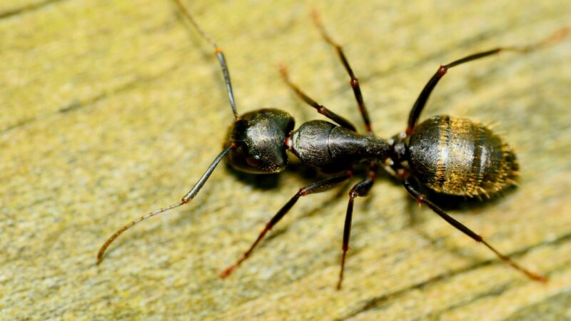 Identifying Carpenter Ants