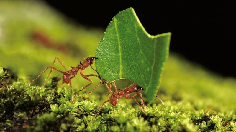 Leafcutter Ant