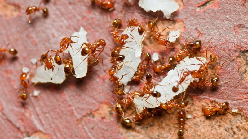 Red Imported Fire Ants.