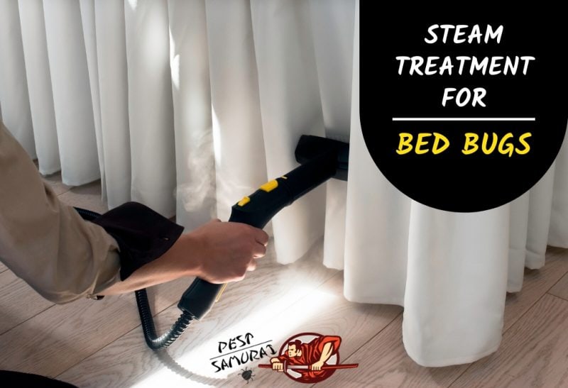 Steam Treatment for Bed Bugs