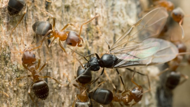The Process Of Ant Reproduction