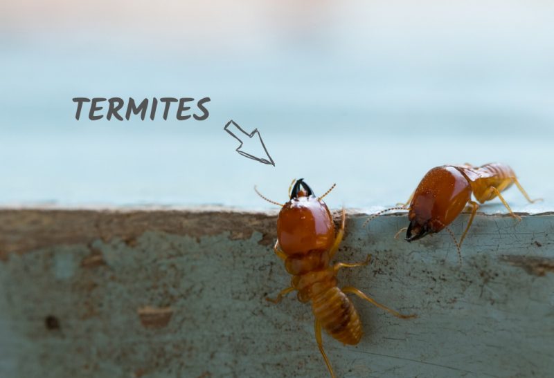 What Are the Main Differences Between a Carpenter Ant and a Termite