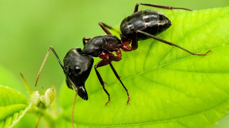 What Do Carpenter Ants Eat