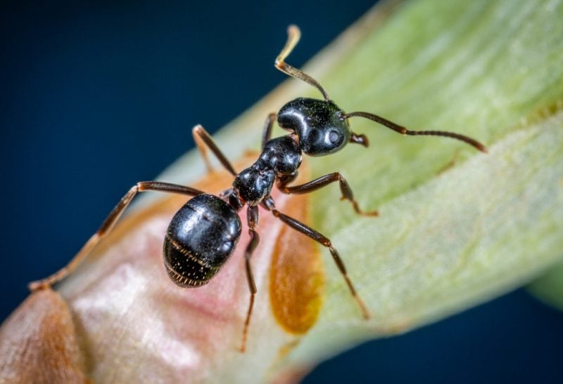 What Do Carpenter Ants Look Like