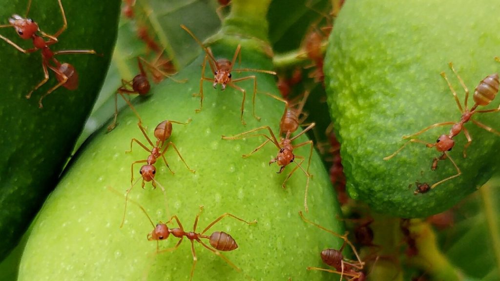 What Do Fire Ants Eat