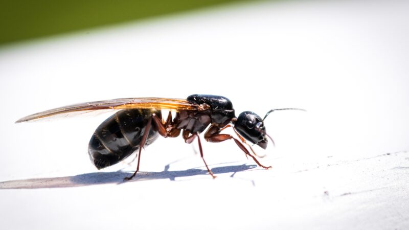 What Do Flying Ants Eat