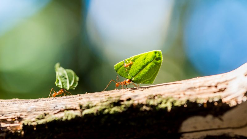What Do Leafcutter Ants Eat