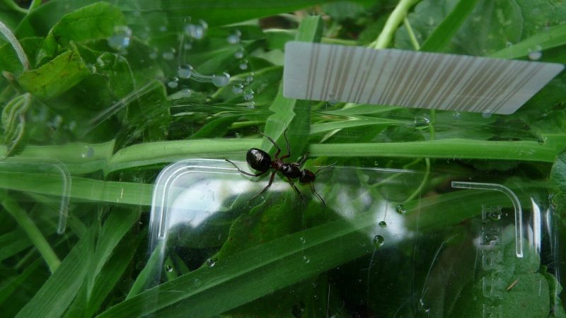 What Do Queen Ants Eat