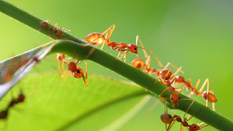 What Do Red Ants Eat