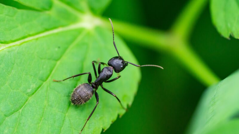 What Kills Carpenter Ants