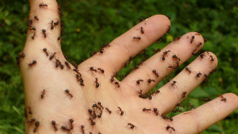 Ant Bites, Stings, and Potential Complications