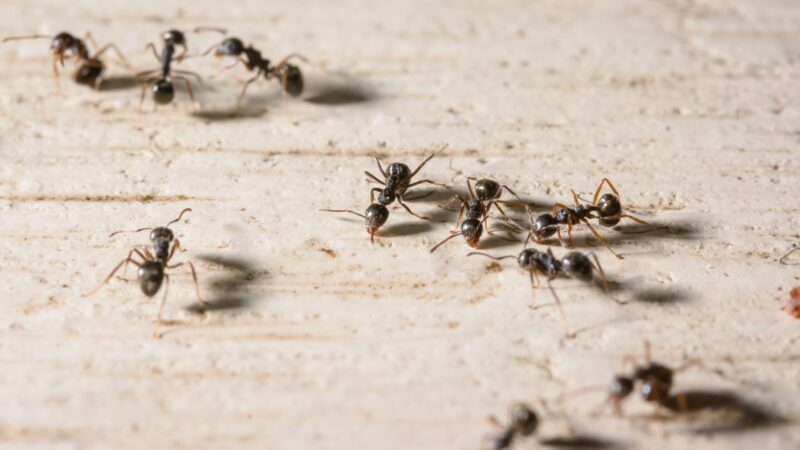 Ants Can Transmit Diseases